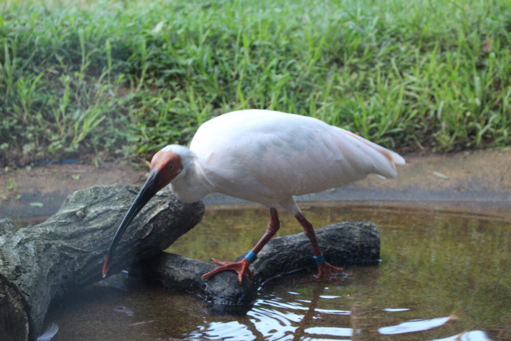 トキの森公園「トキふれあいプラザ」のトキ