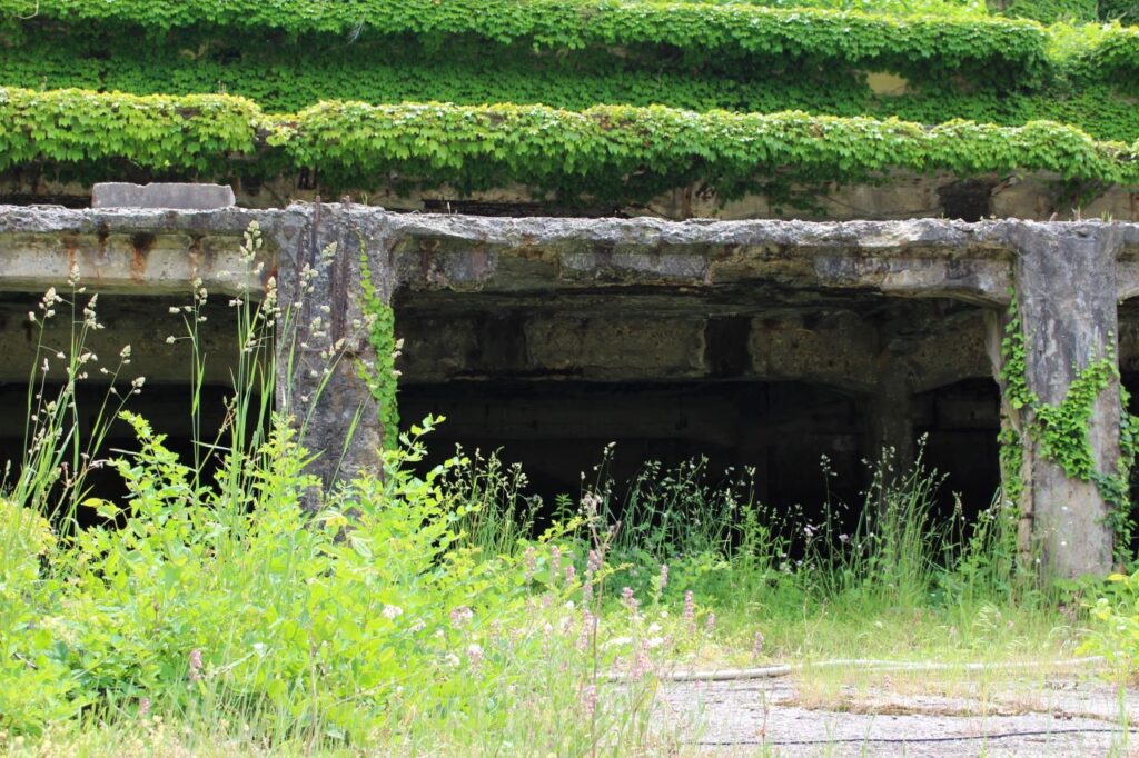 北沢浮遊選鉱場跡 植物