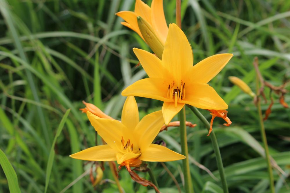 トビシマカンゾウ アップ写真