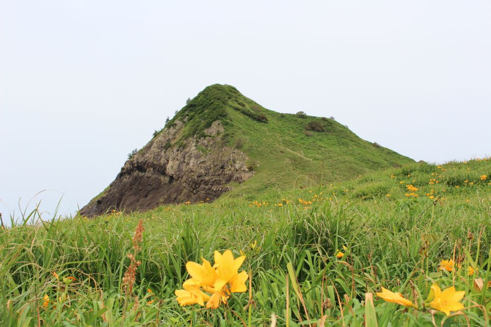 トビシマカンゾウと大野亀