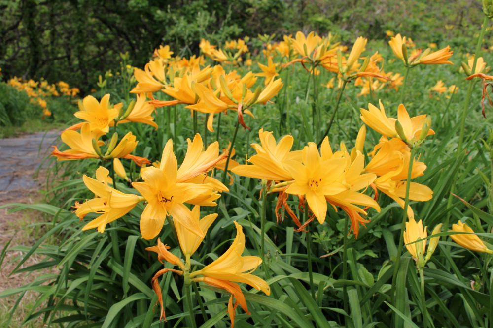 トビシマカンゾウのアップ写真