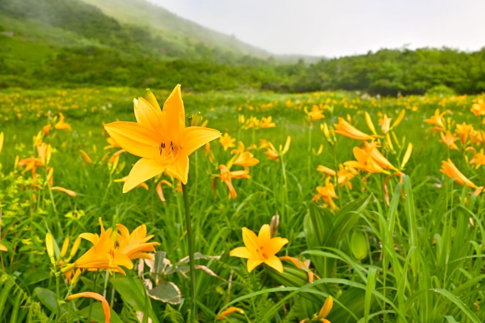 長野県・八方尾根のニッコウキスゲ