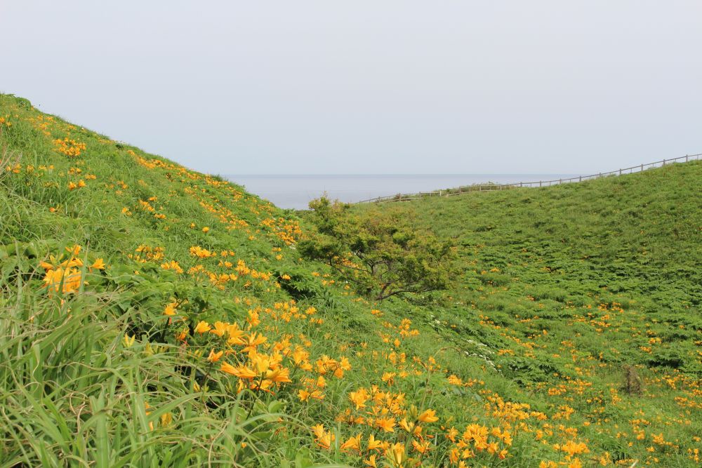 大野亀 トビシマカンゾウの絨毯