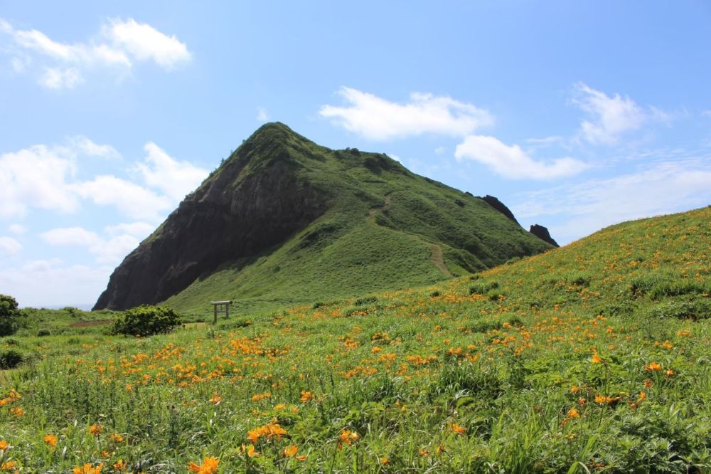 大野亀のトビシマカンゾウと青い空