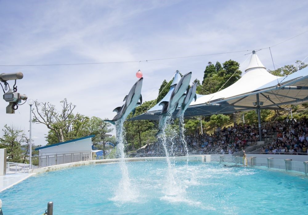 のとじま水族館 イルカショー