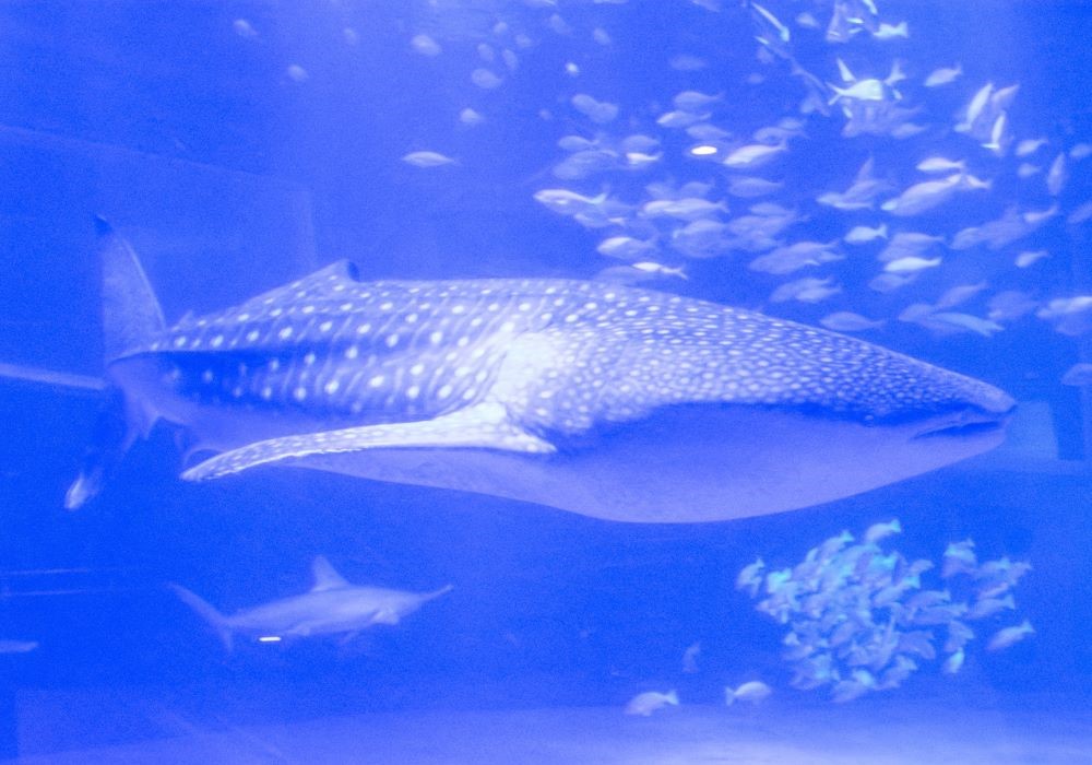 のとじま水族館 ジンベエザメ