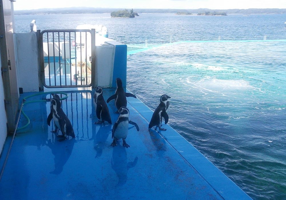 のとじま水族館 ペンギン