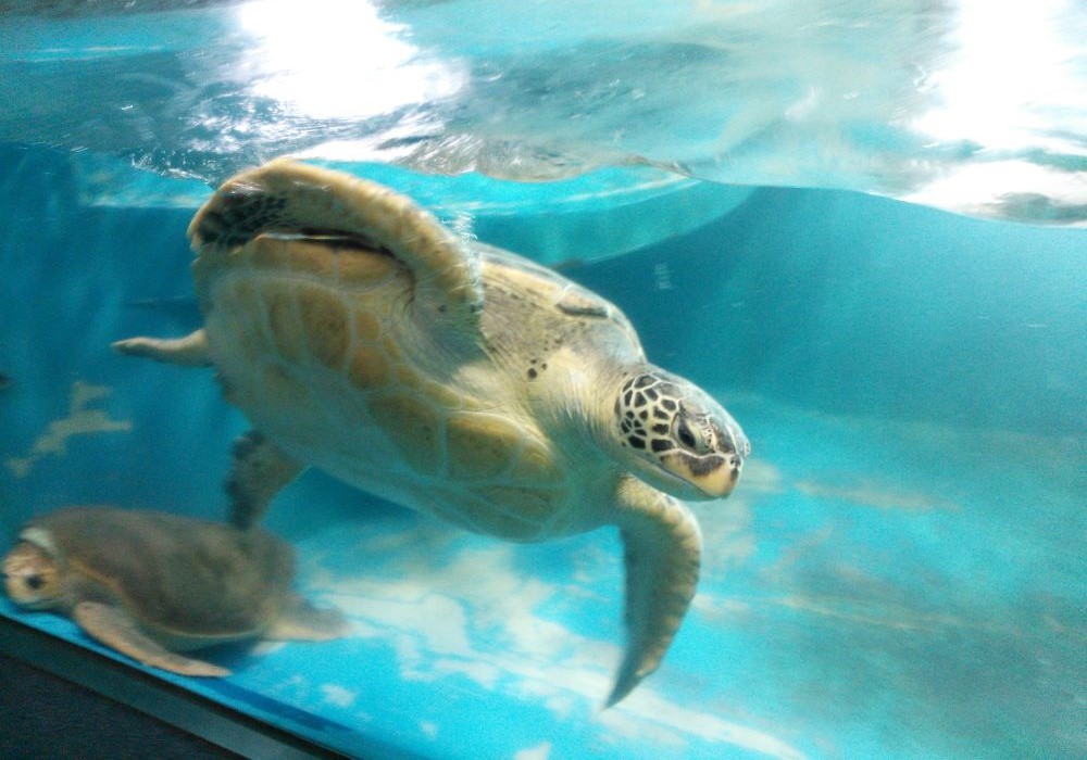 のとじま水族館 ウミガメ