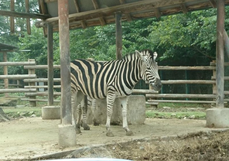 サファリパーク シマウマ