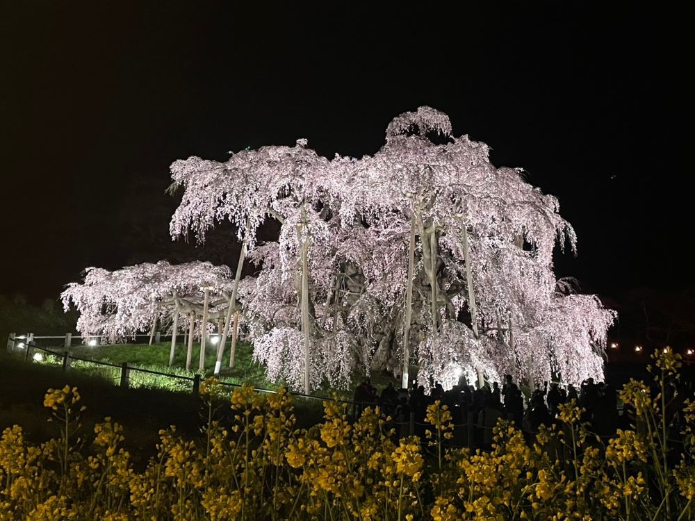 三春滝桜 菜の花