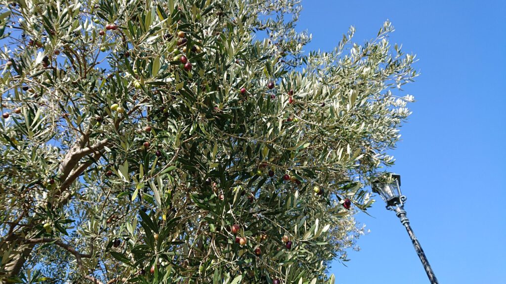 オリーブの木