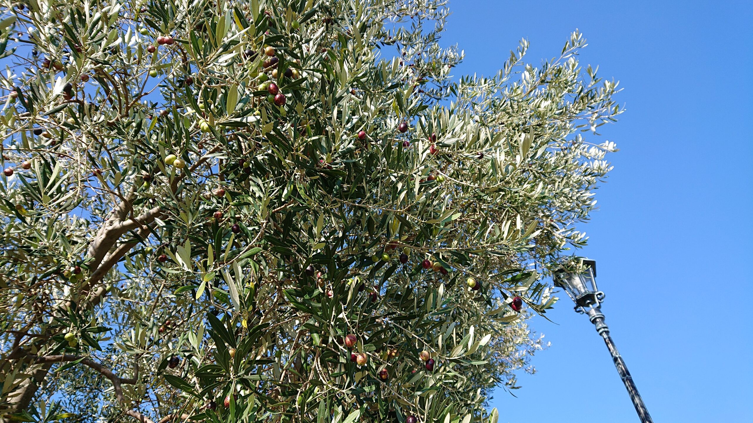 オリーブの木