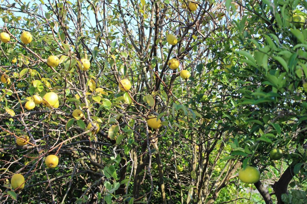 島内で見つけた檸檬の実