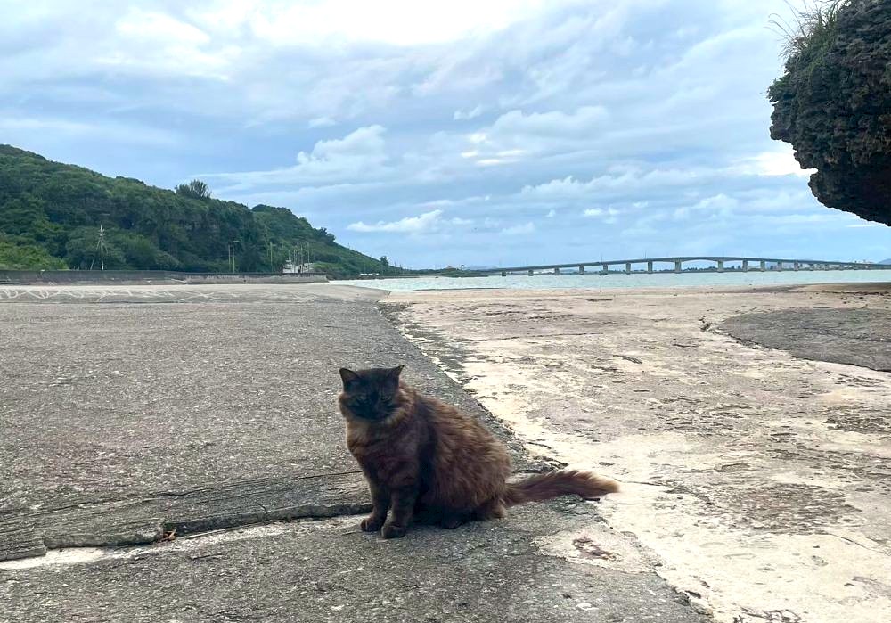 アマミチューの墓で休憩中の猫