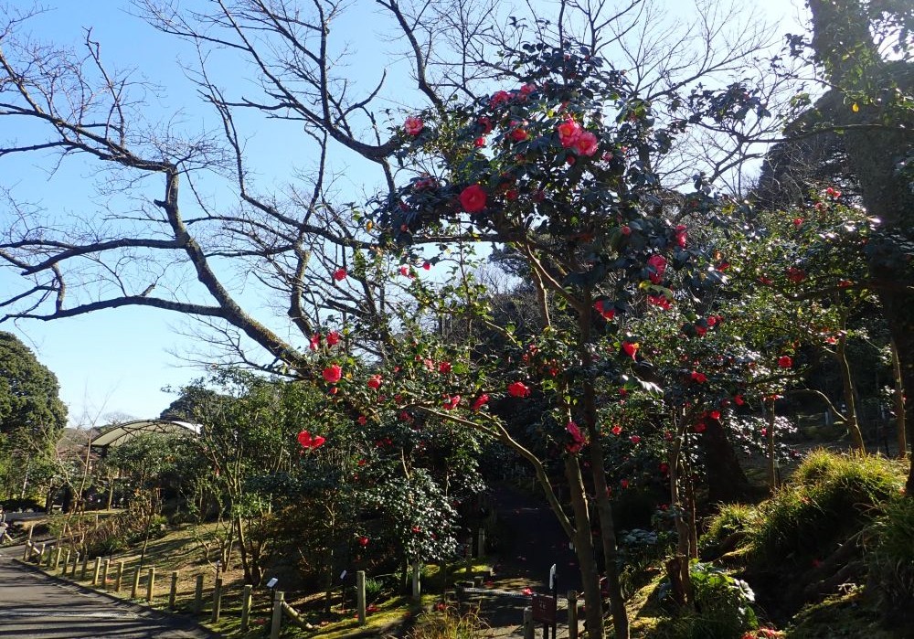 都立大島公園 椿園