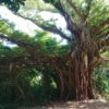 久高島 巨大なガジュマルの木