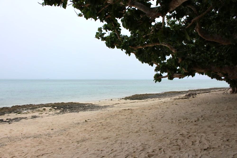 カイジ浜 南国の植物の木陰