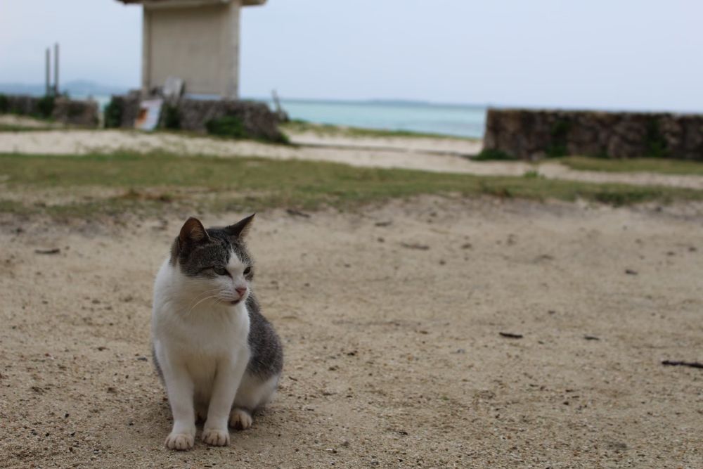 コンドイ浜（コンドイビーチ）の島猫