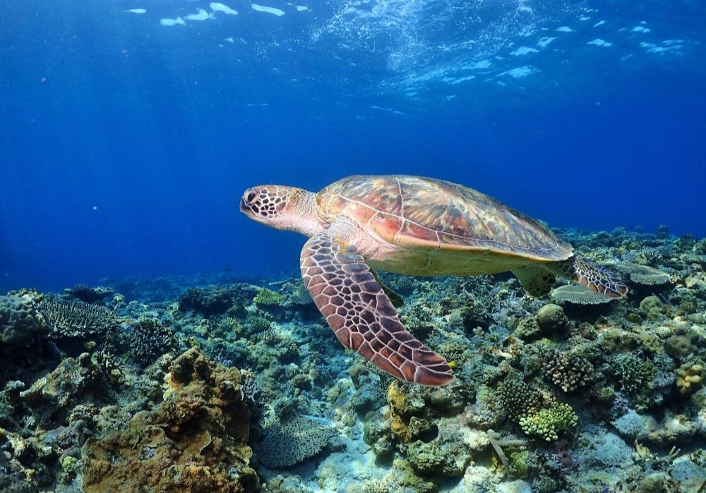サンゴの海を泳ぐウミガメ
