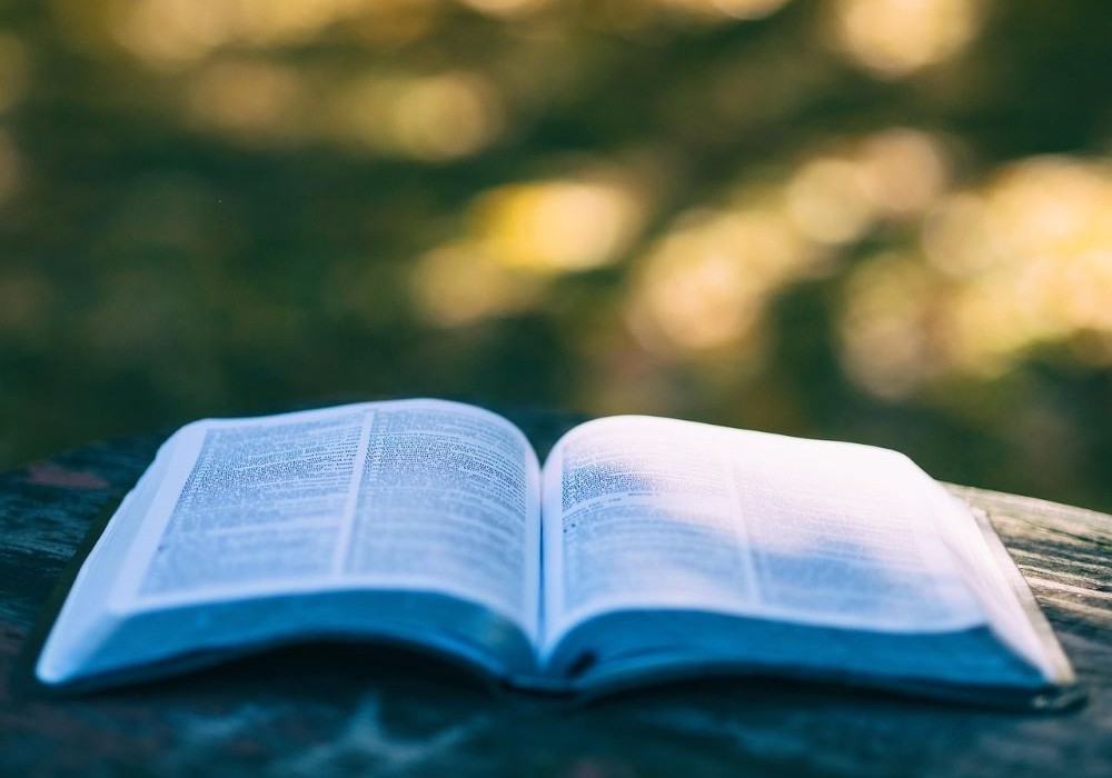 木漏れ日の中の読書