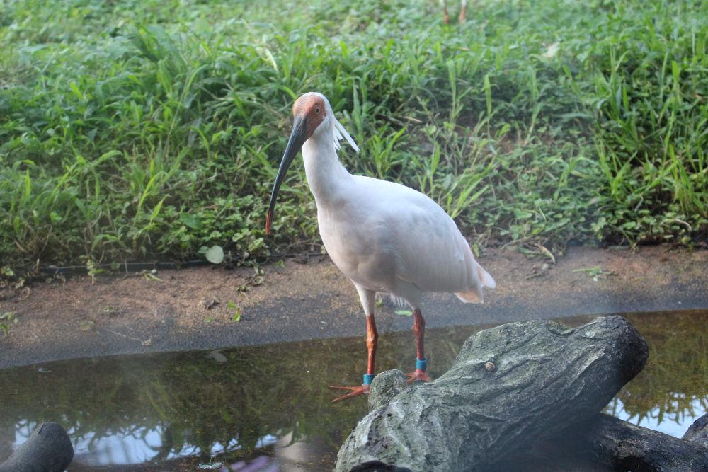 トキの森公園のトキ