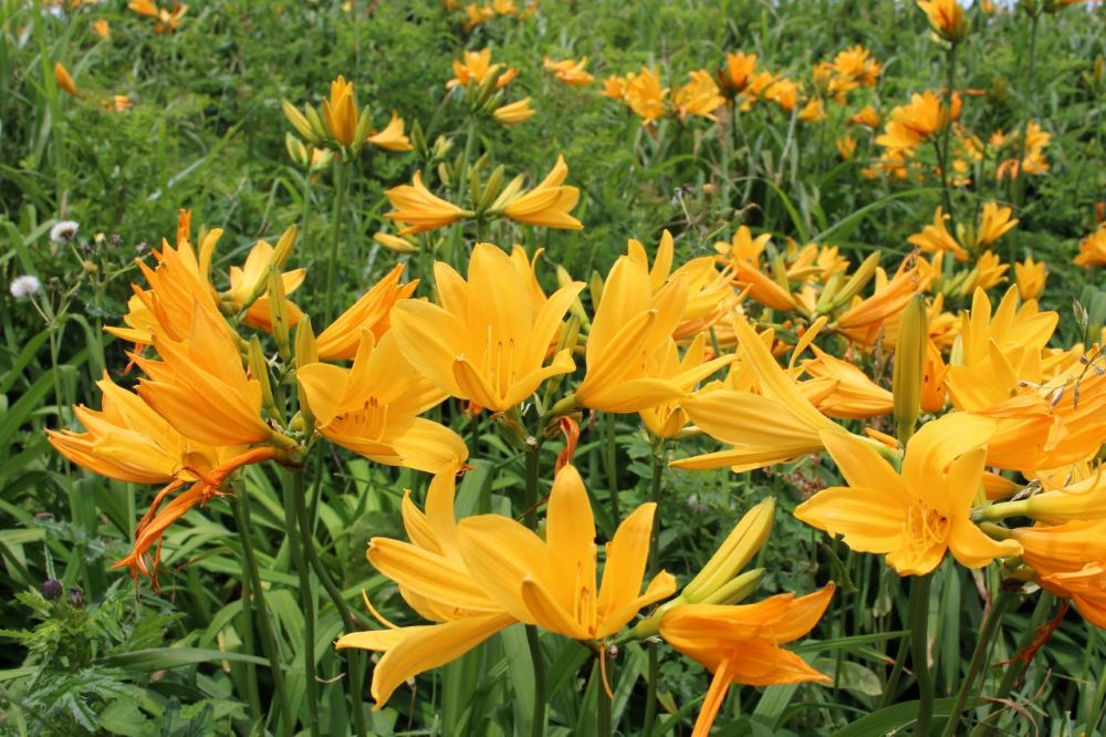 大野亀 トビシマカンゾウの花