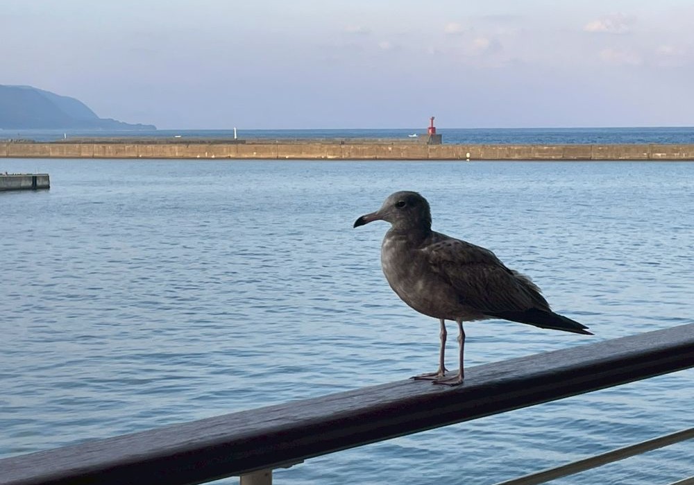 フェリーのデッキで休憩するウミネコ