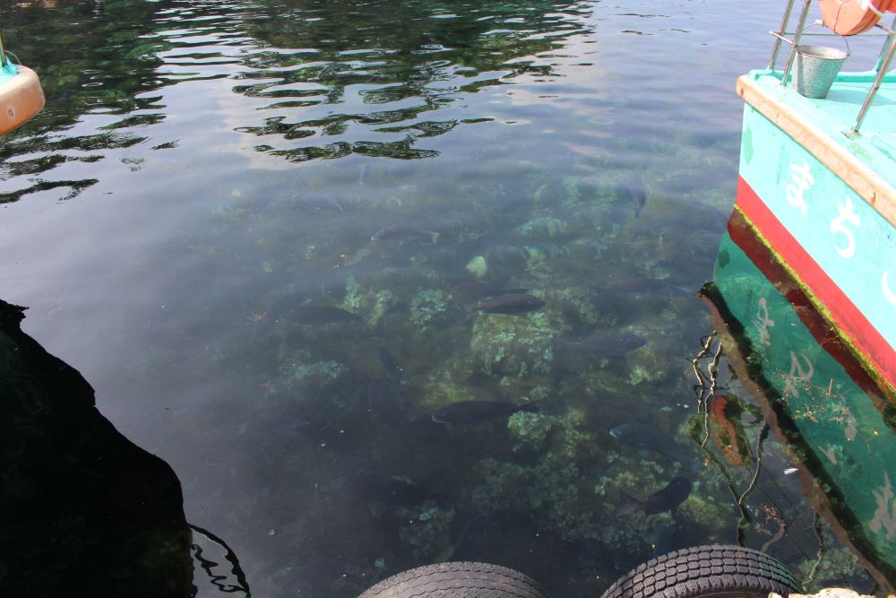 尖閣湾 海中に見える魚群