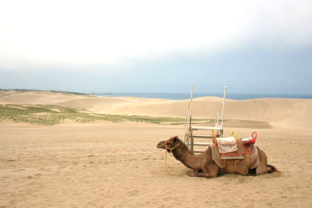 鳥取砂丘 ラクダ