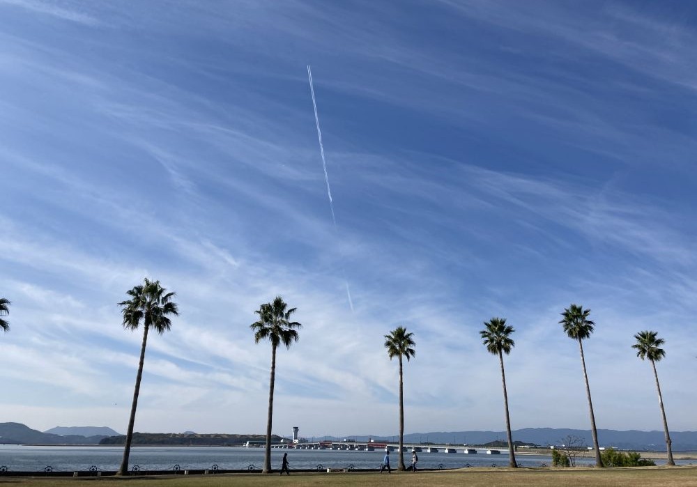 ガラスの砂浜 ヤシの木