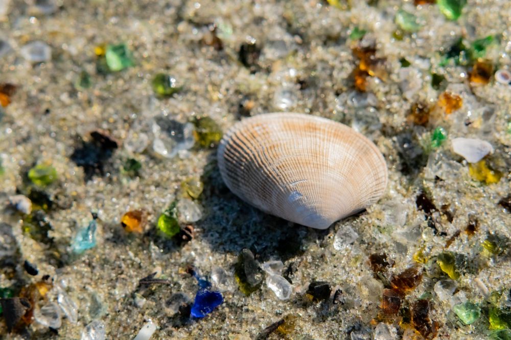 ガラスの砂浜 貝殻