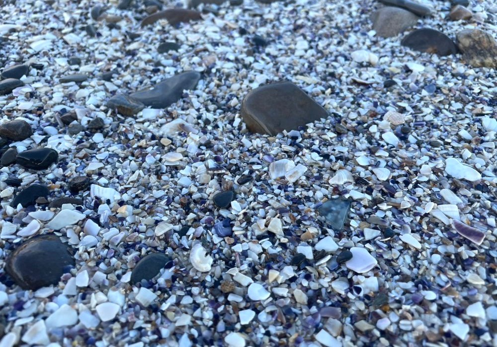 新谷海岸 紫色の貝殻のカケラ