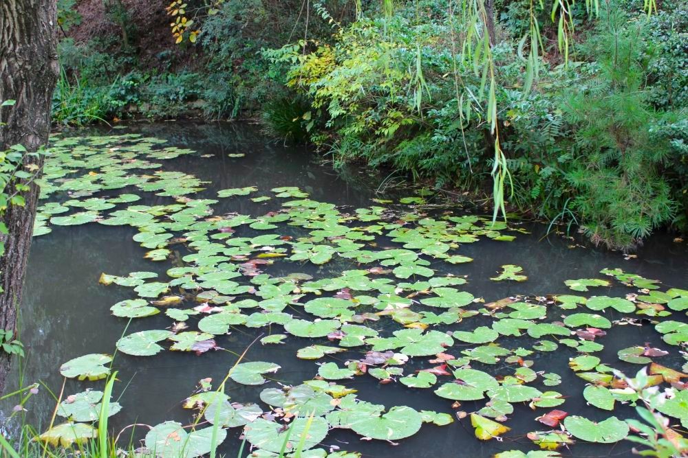 地中美術館 地中の池
