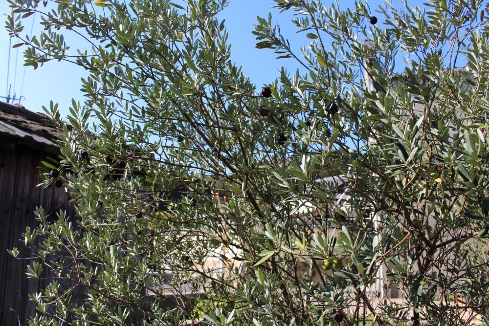直島 実を付けたオリーブの木
