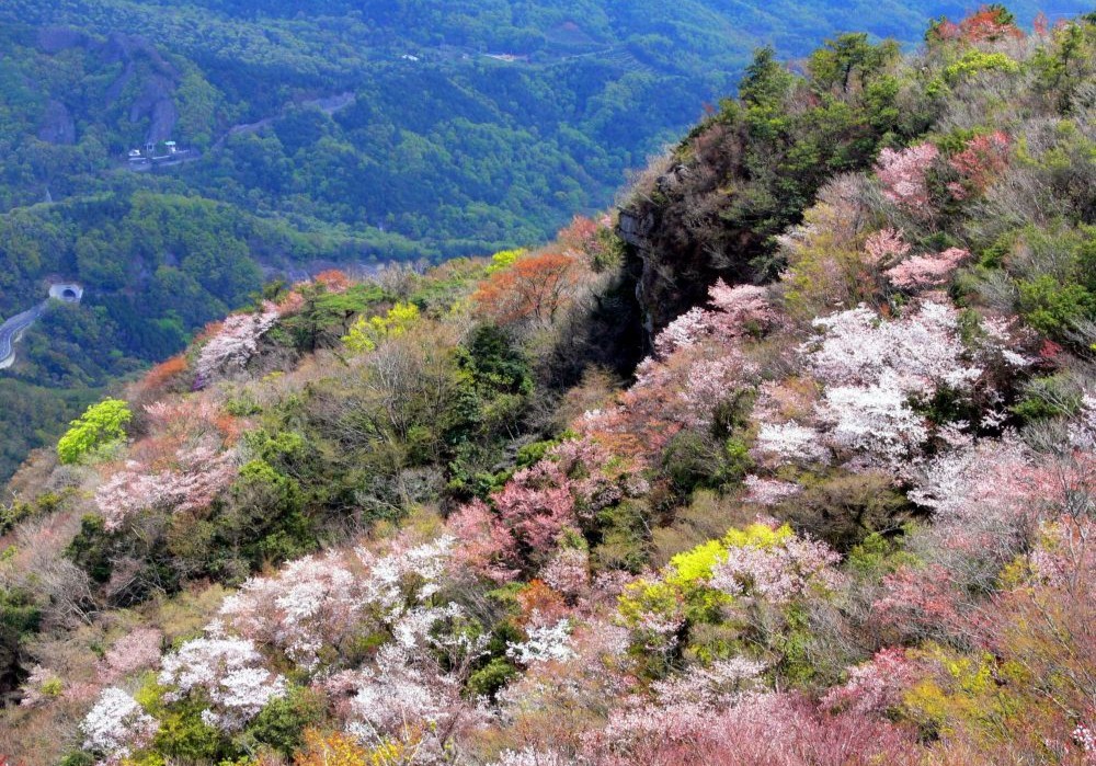 寒霞渓の山桜