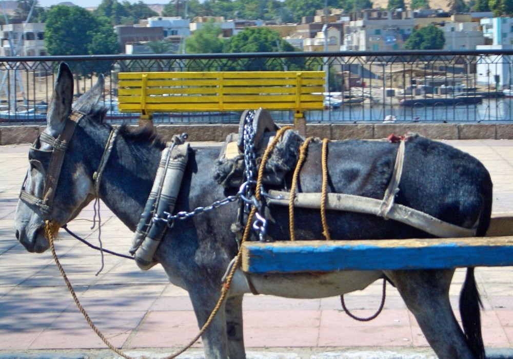 エジプト 荷物運びのロバ