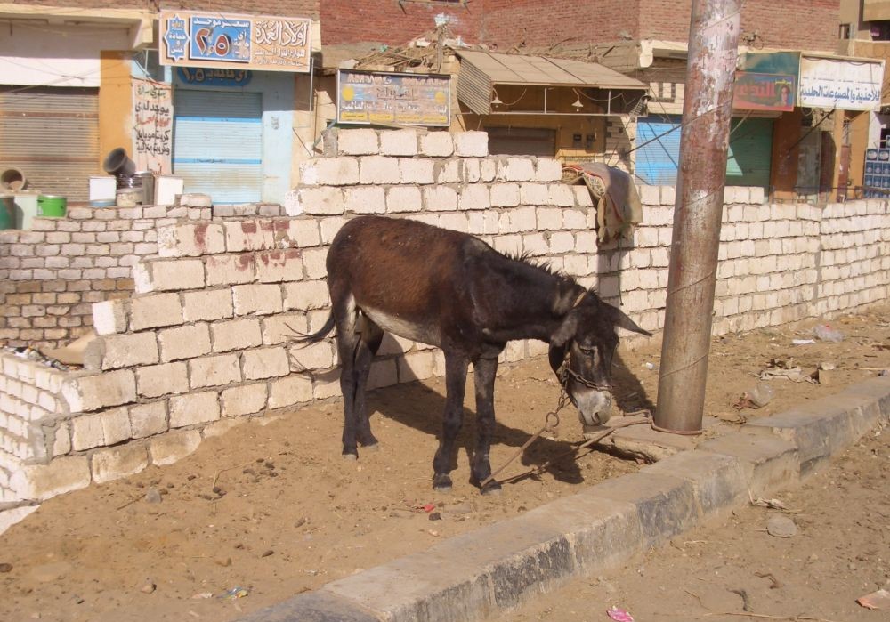エジプトの集落にいるロバ