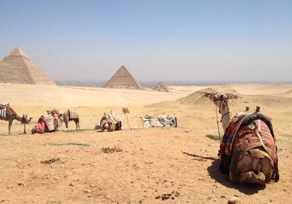ラクダ越しのピラミッド