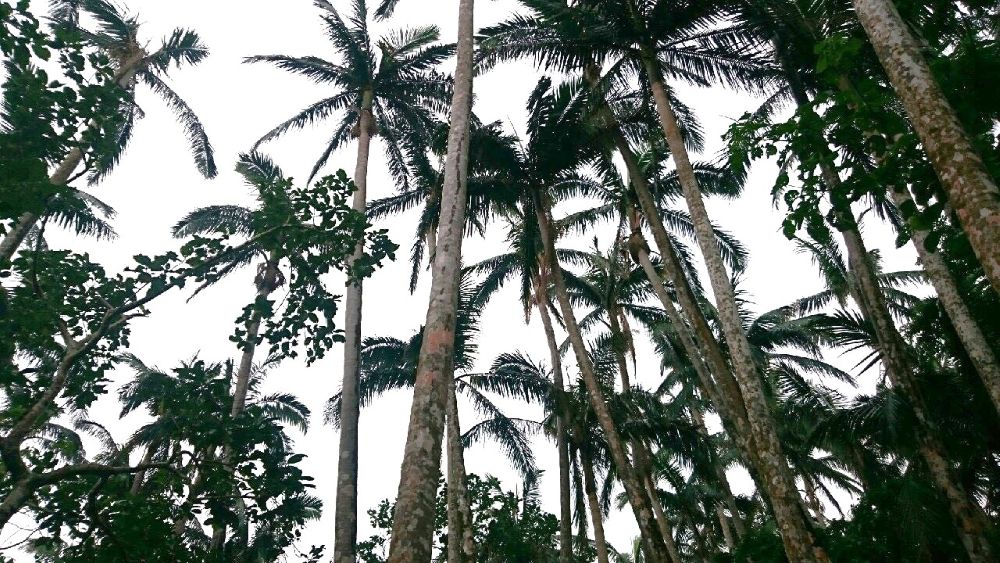 石垣島 ヤエヤマヤシ