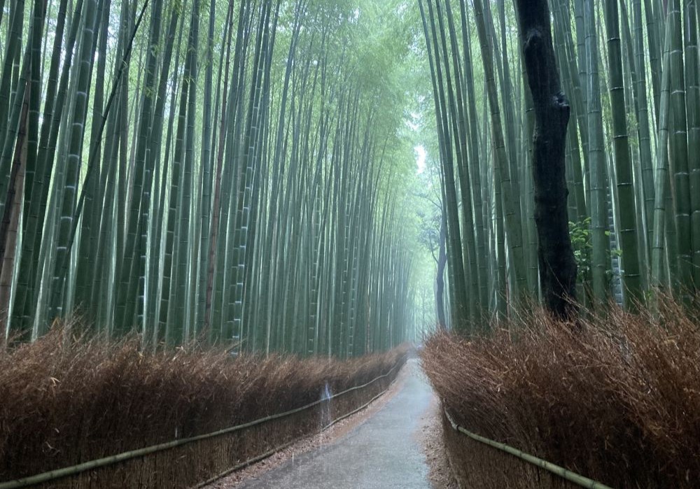 京都 竹林の小径