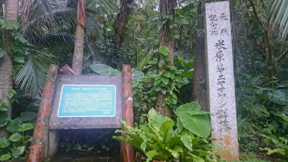 石垣島 米原のヤエヤマヤシ群生