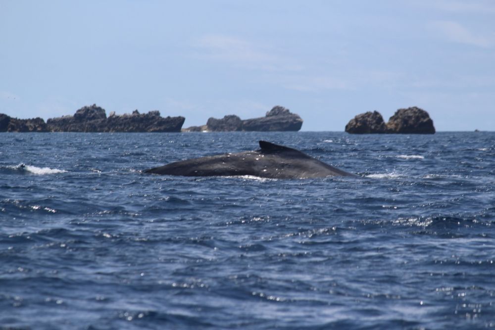 父島 ホエールウォッチングで見れたザトウクジラ
