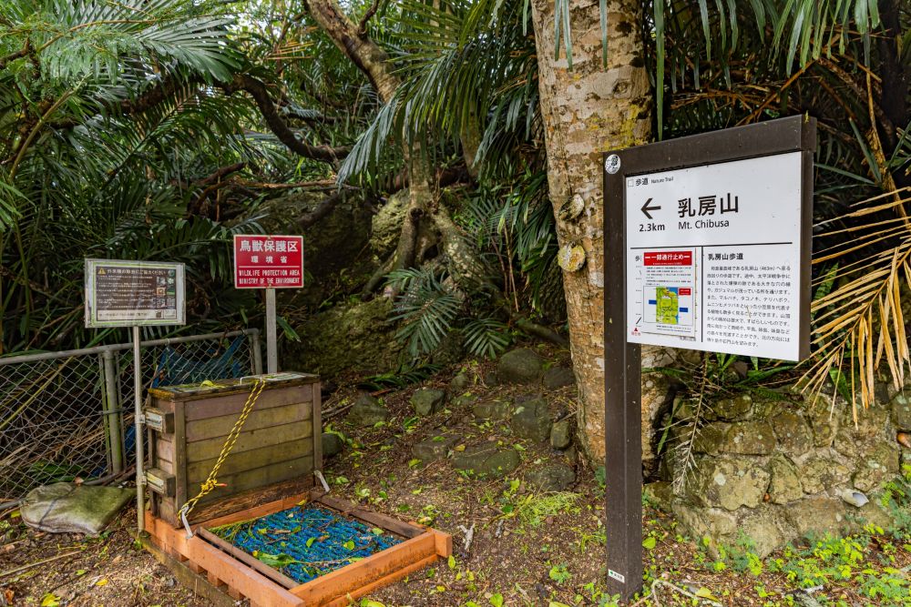 母島 乳房山