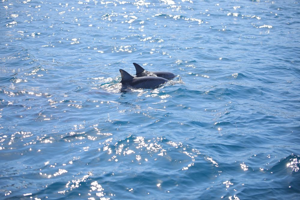父島 海上に姿を現したイルカ