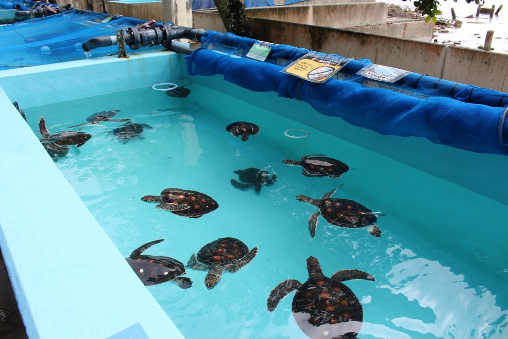 小笠原海洋センター アオウミガメの水槽