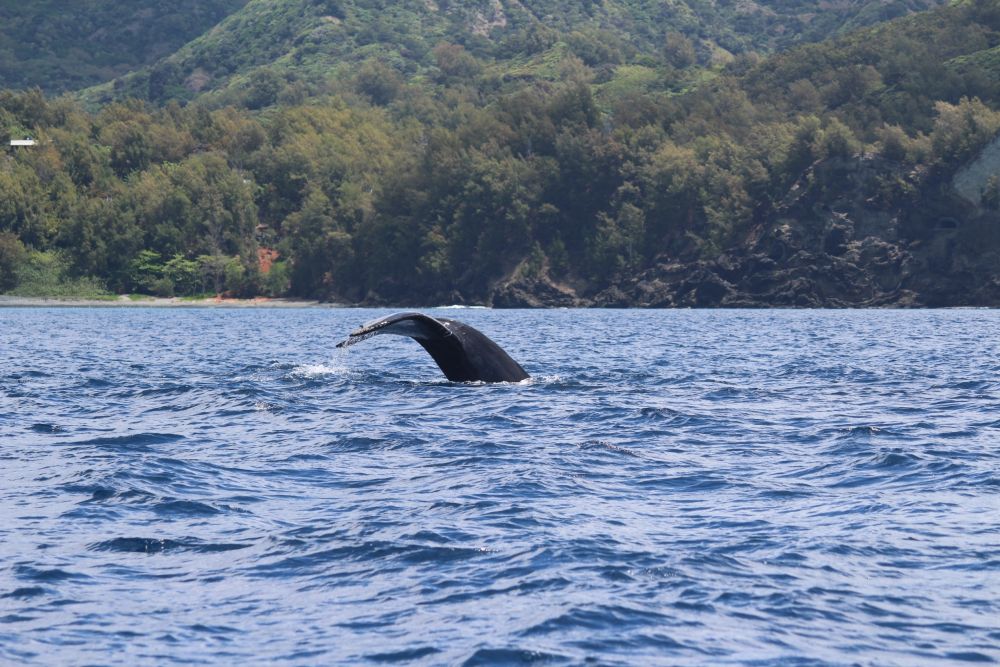 父島 ザトウクジラの尾びれ