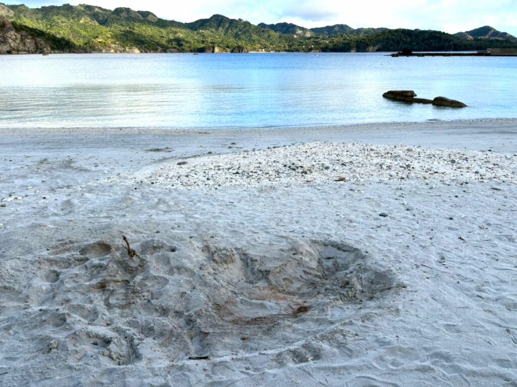 父島 大村海岸 アオウミガメの産卵跡