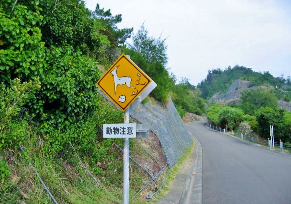 父島 道路標識ヤギ注意