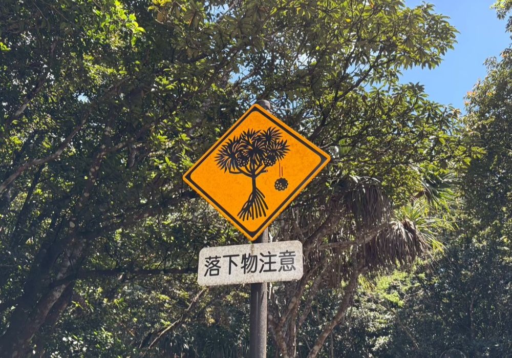 父島 道路標識 タコノキ