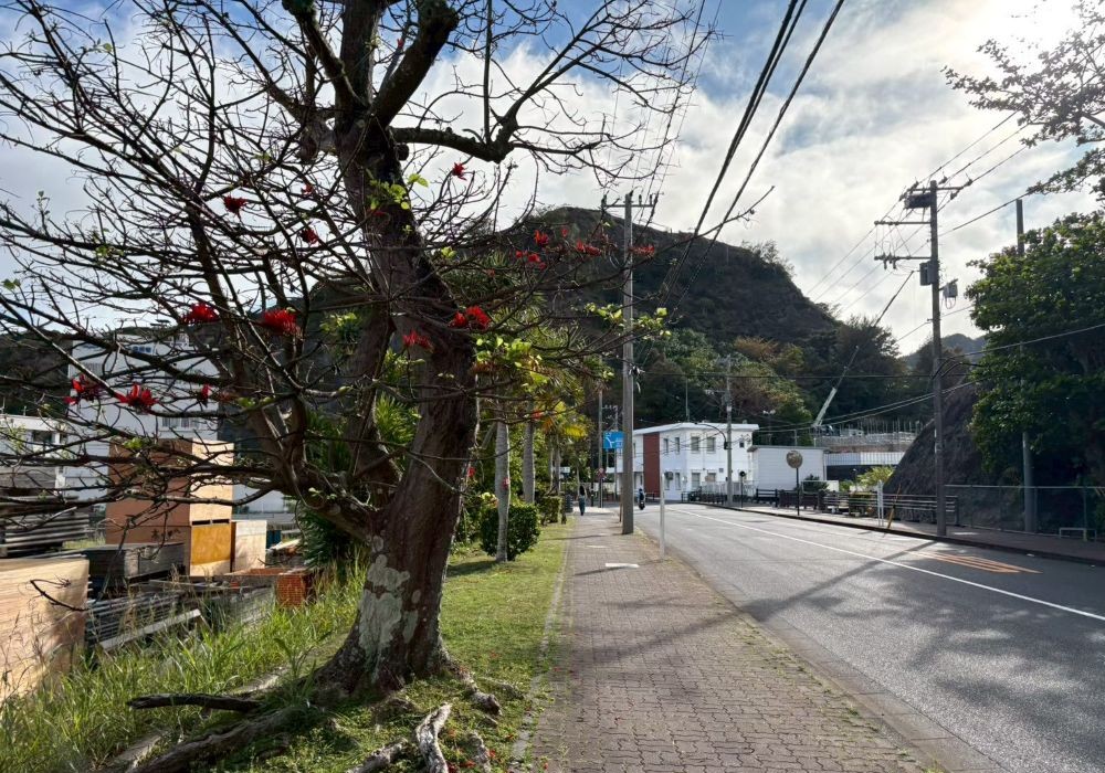 父島の道路脇に咲くムニンデイコ